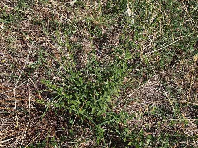 Clinopodium nepeta