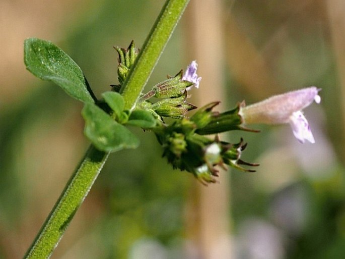 Clinopodium nepeta