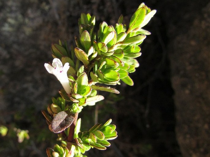 Clinopodium bolivianum