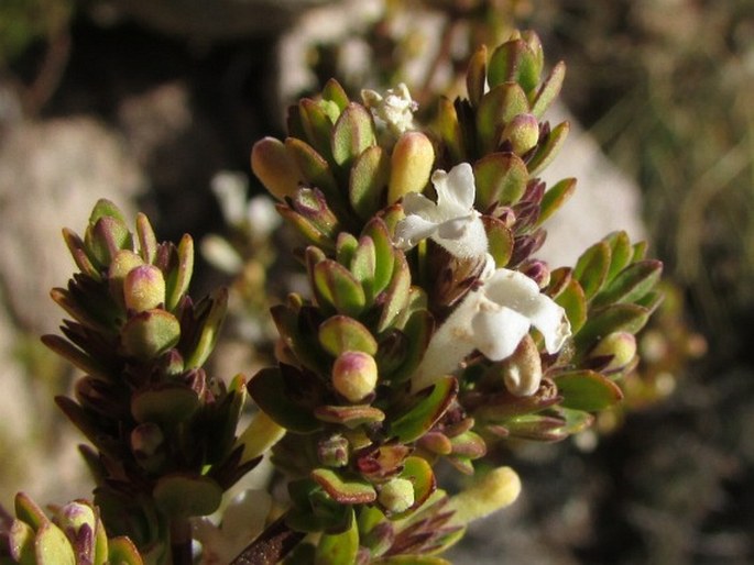 Clinopodium bolivianum