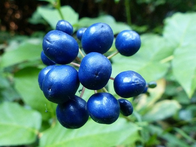 CLINTONIA ANDREWSIANA Torr.