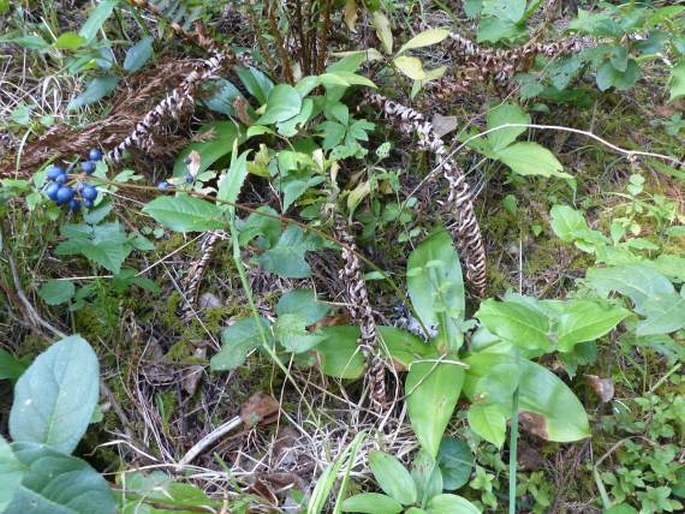 Clintonia andrewsiana