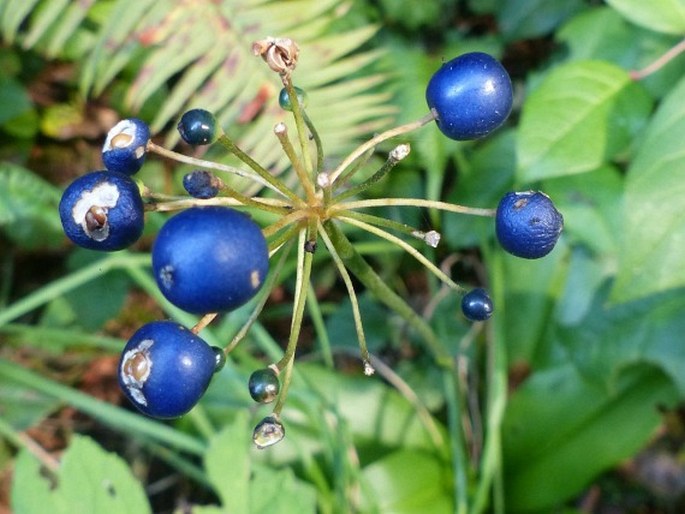 Clintonia andrewsiana