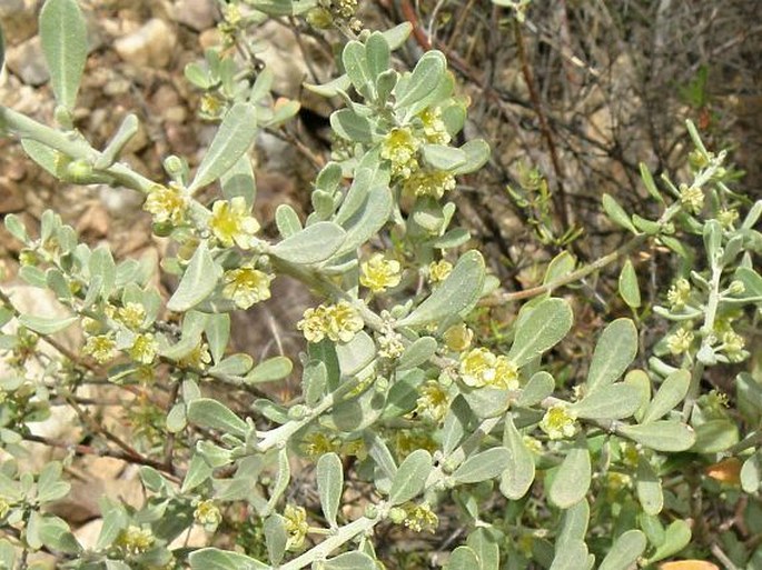 CLUTIA ALATERNOIDES L.