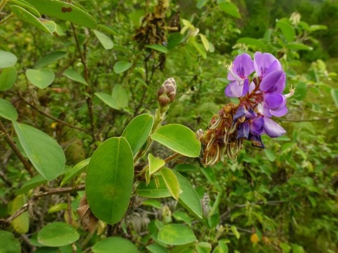 CODARIOCALYX GYROIDES (Link) Hassk.