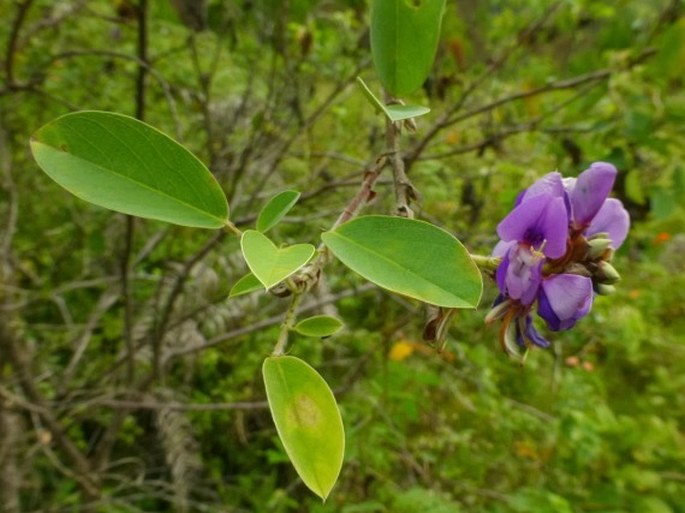 Codariocalyx gyroides