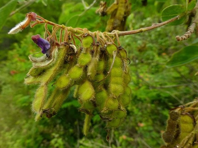 Codariocalyx gyroides