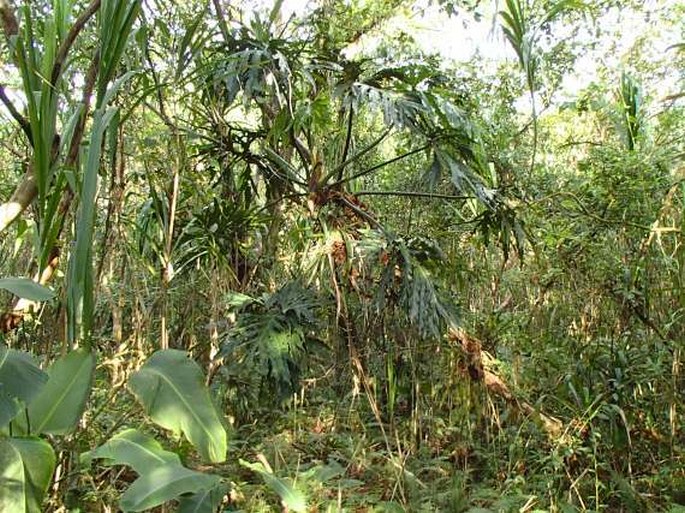 Columnea linearis