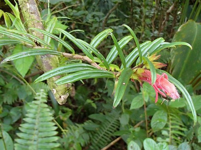 COLUMNEA LINEARIS Oerst.