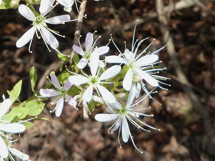 Combretum albiflorum