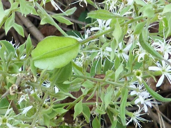 Combretum albiflorum