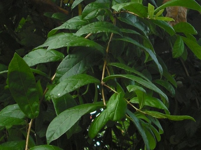 Combretum constrictum