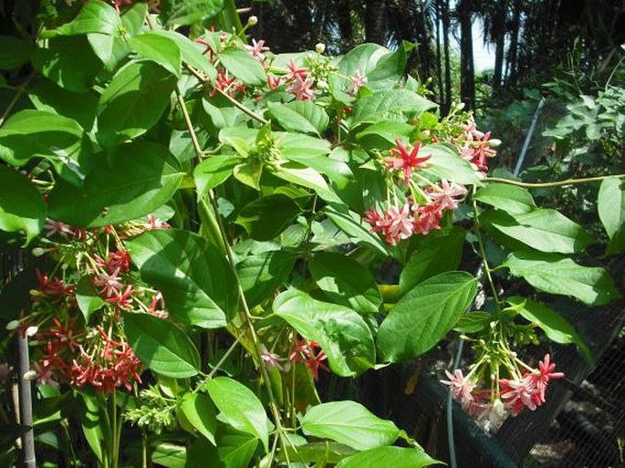 Combretum indicum