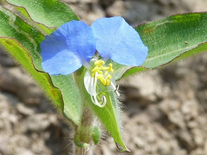 Commelina erecta