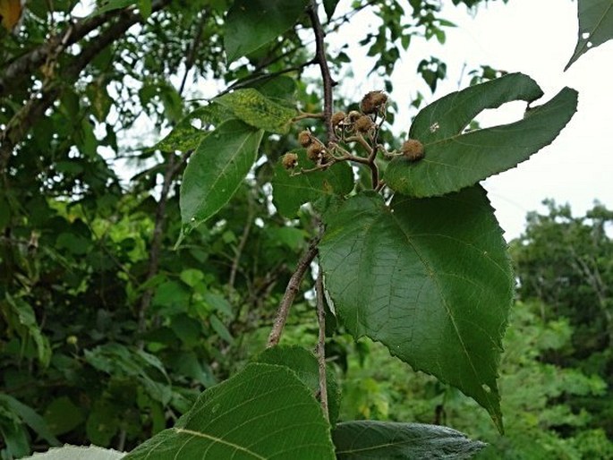 Commersonia bartramia