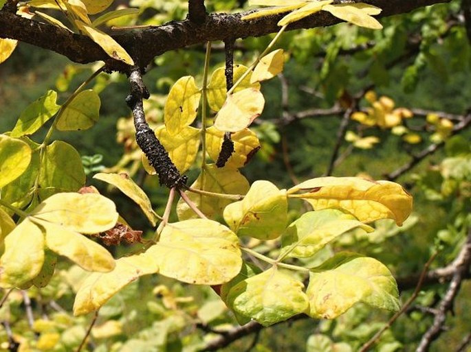 Commiphora gileadensis