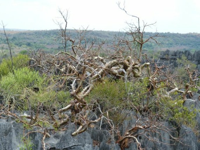 Commiphora pervilleana