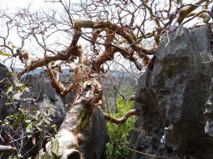 Commiphora pervilleana