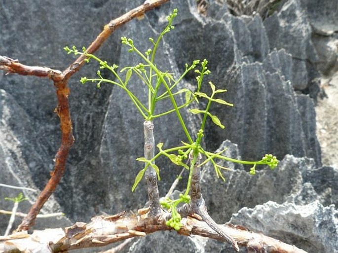 Commiphora pervilleana