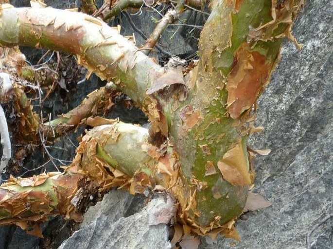 Commiphora pervilleana