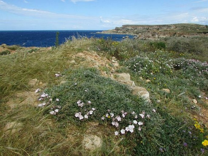 Convolvulus oleifolius