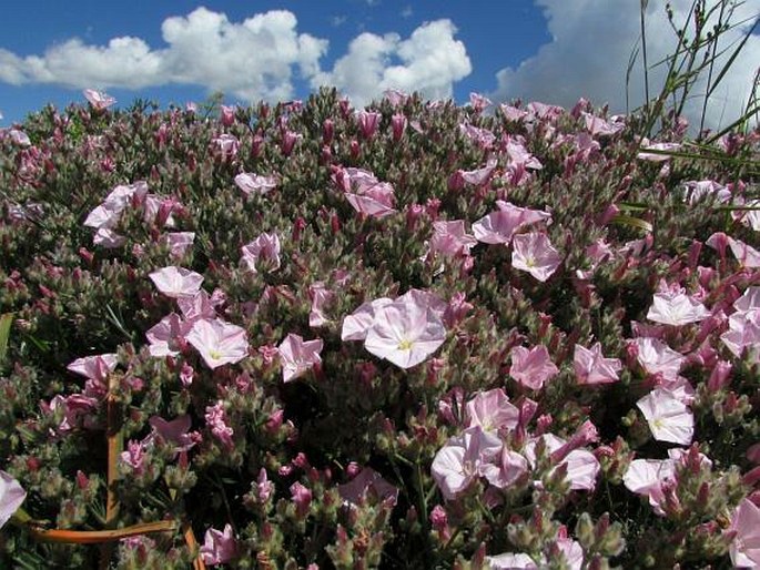 Convolvulus oleifolius