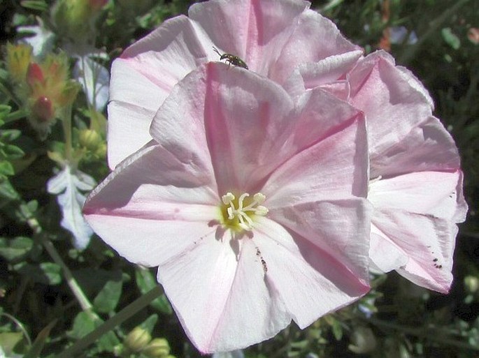 Convolvulus oleifolius