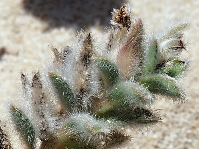 Convolvulus oppositifolius