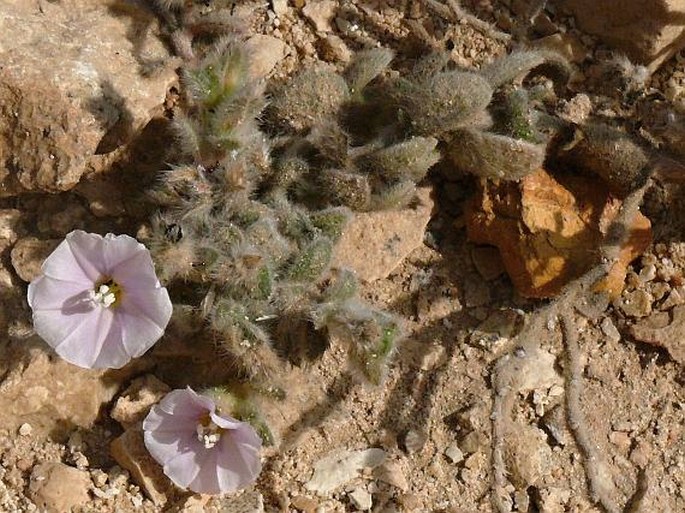 Convolvulus oppositifolius