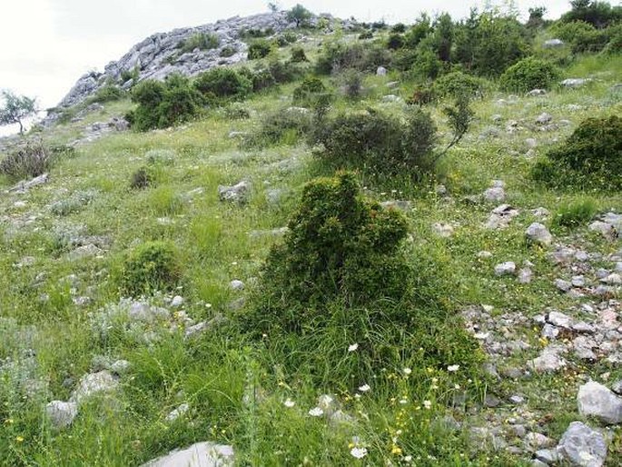 Convolvulus althaeoides subsp. tenuissimus