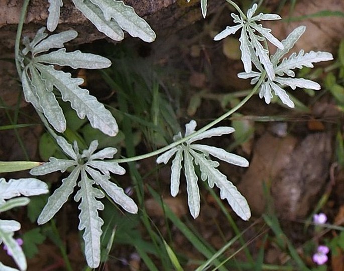 Convolvulus althaeoides subsp. tenuissimus