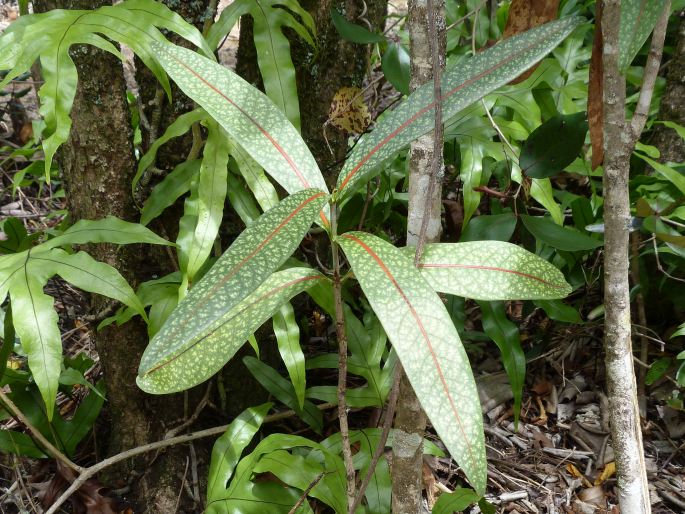 COPTOSPERMA BORBONICUM (Hend. et Andr. Hend.) De Block