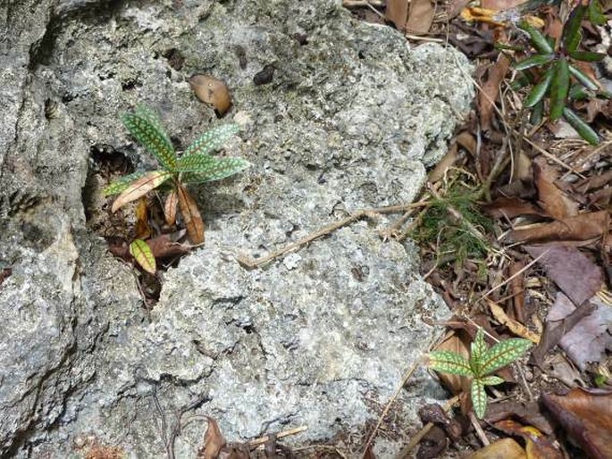 Coptosperma borbonicum