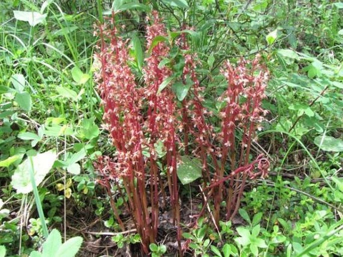 Corallorhiza maculata