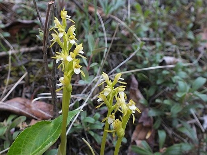 CORALLORHIZA TRIFIDA Châtel. – korálice trojklaná / koralica lesná