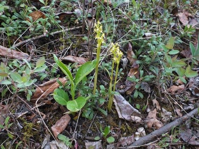 Corallorhiza trifida