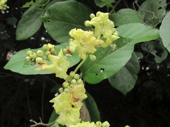 CORDIA DENTATA Poir.