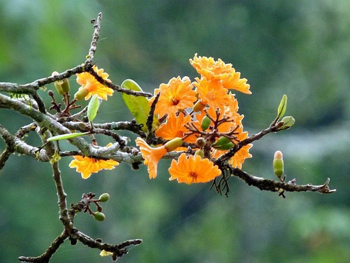 Cordia dodecandra