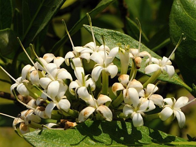 CORDIA SINENSIS Lam.