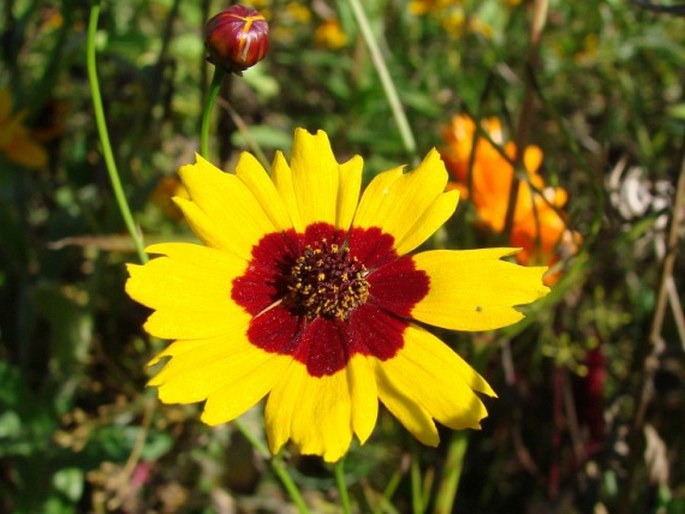 COREOPSIS TINCTORIA Nutt. - krásnoočko barevné / krásnoočko farbiarske