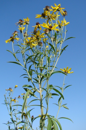 Coreopsis tripteris