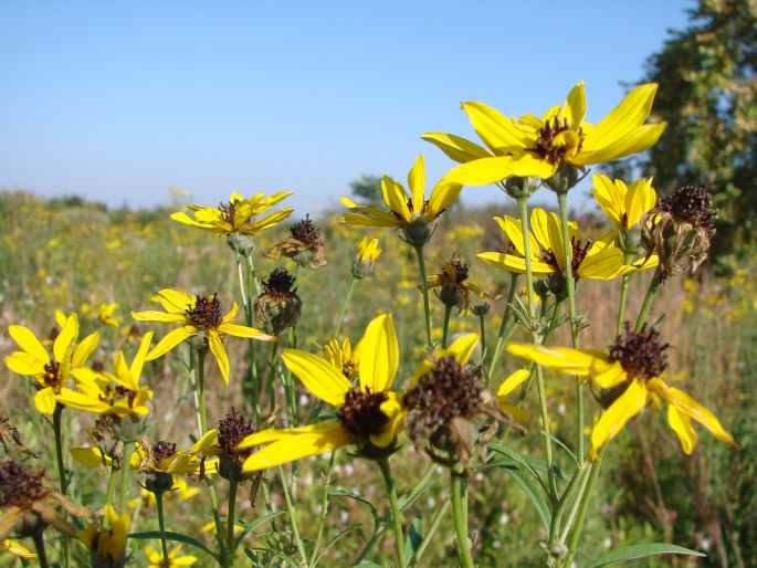 Coreopsis tripteris