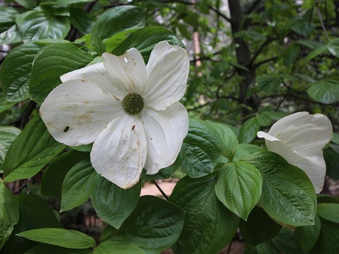 CORNUS NUTTALLII Audubon ex Torr. et A. Gray - dřín Nuttallův / svíbovec