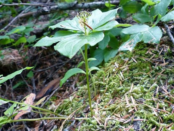 Cornus unalaschkensis