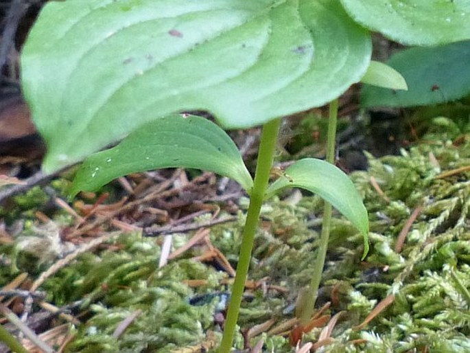 Cornus unalaschkensis