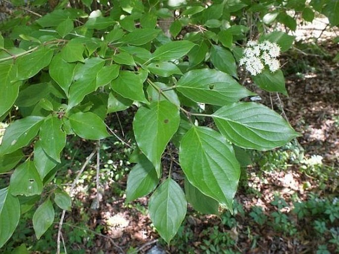 Cornus drummondii