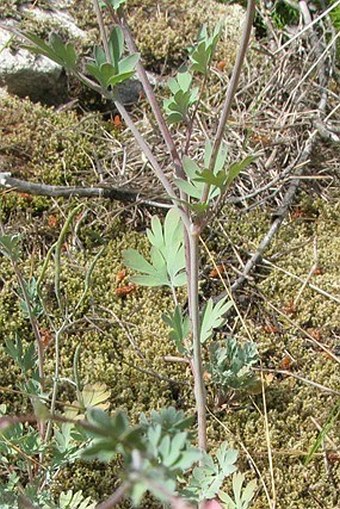 Corydalis sempervirens