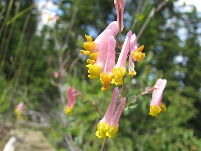 Capnoides sempervirens