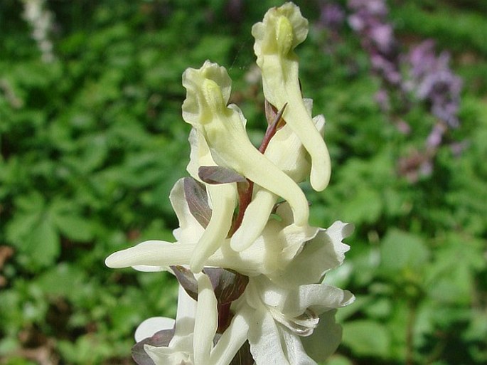 Corydalis cava