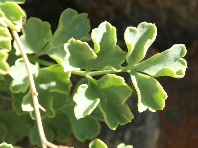 Corydalis flabellata